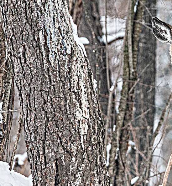 JBS 8855 by James Shedden Photography