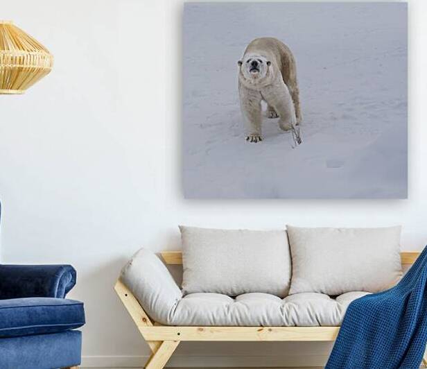 JBS 8219 by James Shedden Photography