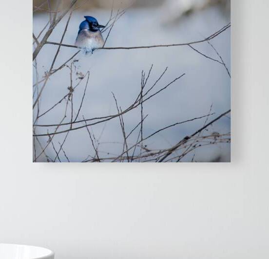 JBS 9522 by James Shedden Photography