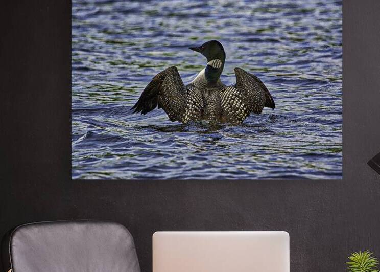 JBS 23862 by James Shedden Photography