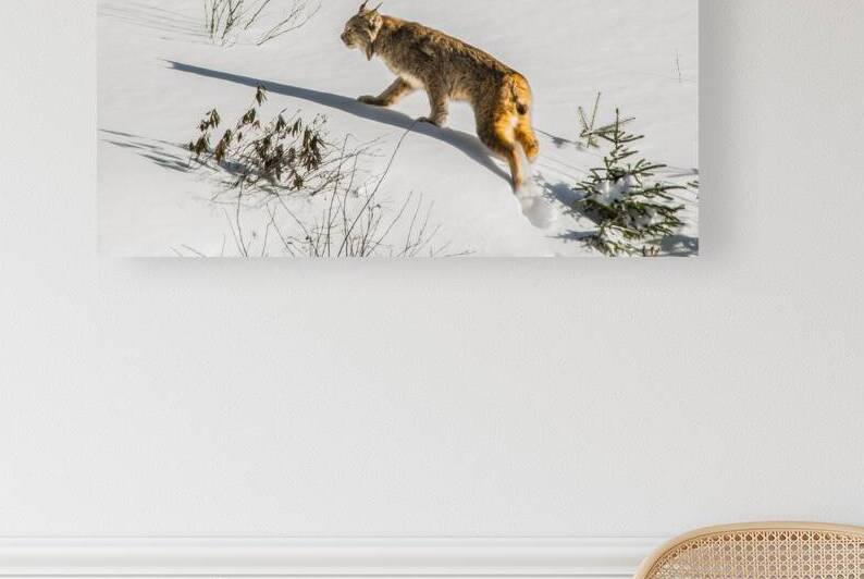 JBS 8781 by James Shedden Photography