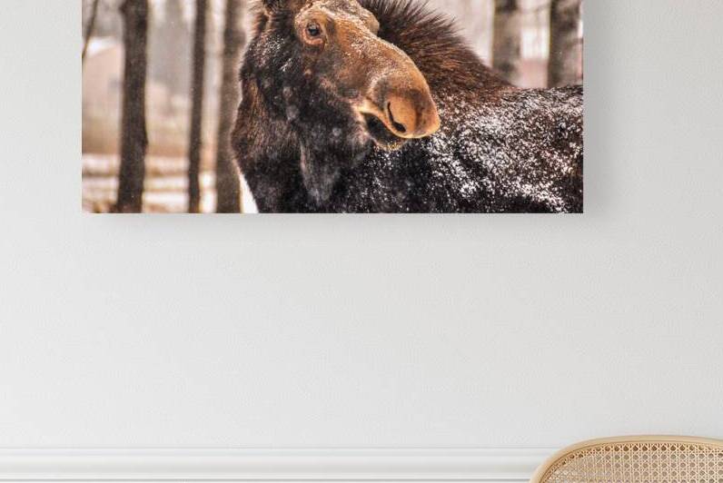 JBS 4894 by James Shedden Photography