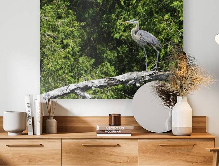 JBS 6779 by James Shedden Photography