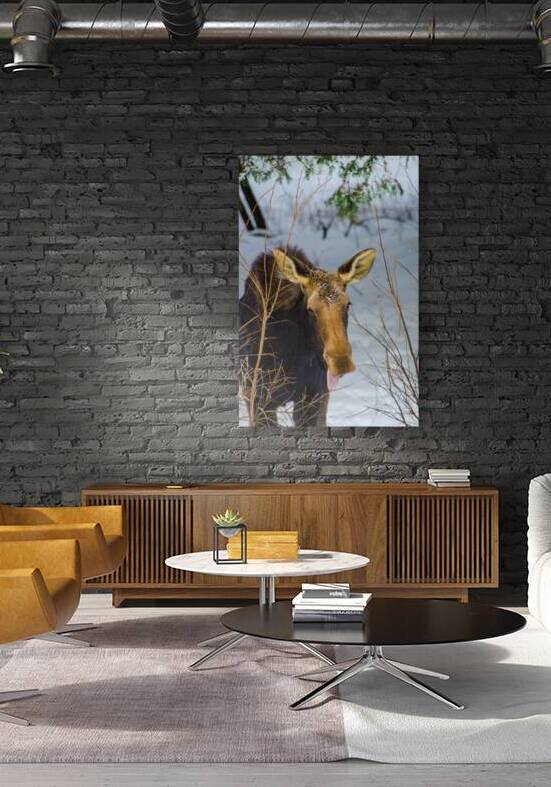 JBS 4767 by James Shedden Photography