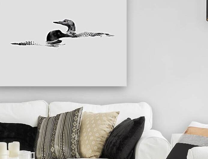 loons by James Shedden Photography