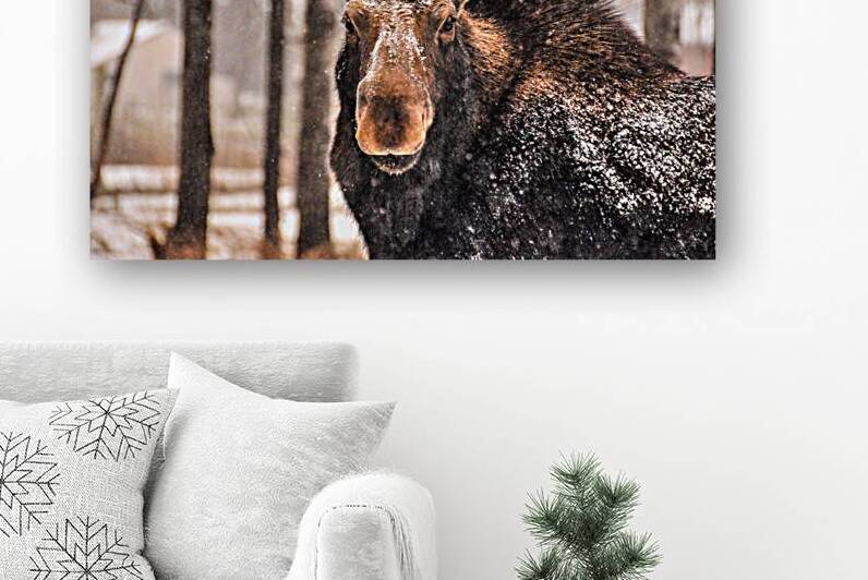 JBS 4896  by James Shedden Photography