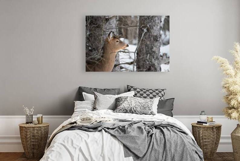 JBS 8968 by James Shedden Photography