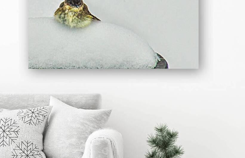 JBS 9269 by James Shedden Photography