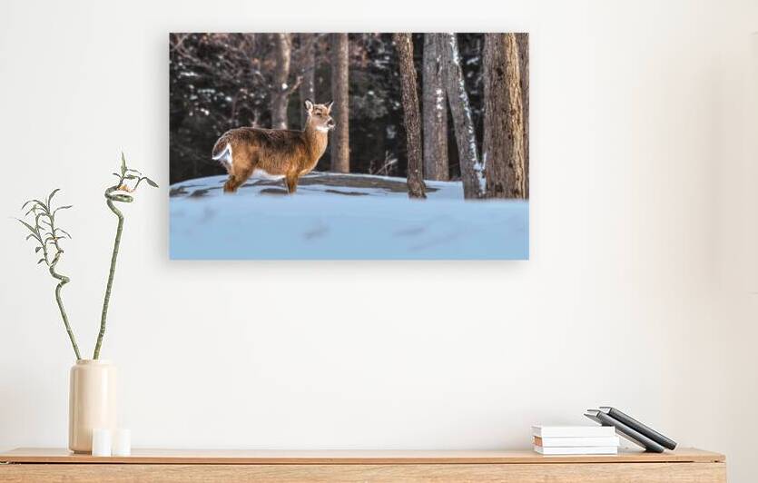 JBS 5494  by James Shedden Photography