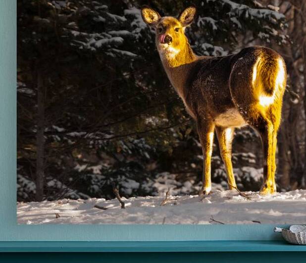 JBS 5478 by James Shedden Photography