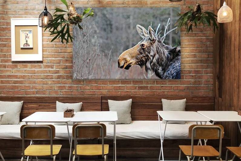 JBS 6219 by James Shedden Photography