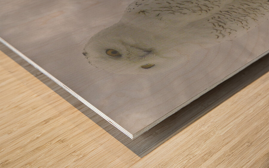 DSC 1902  Wood print