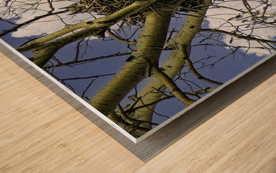 DSC 0059  Wood print