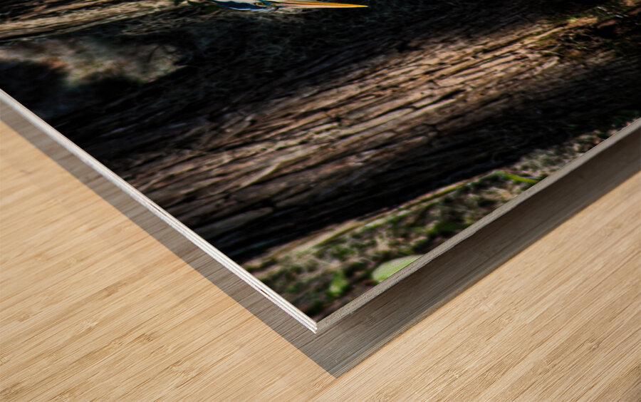 DSC 0216 2 Wood print