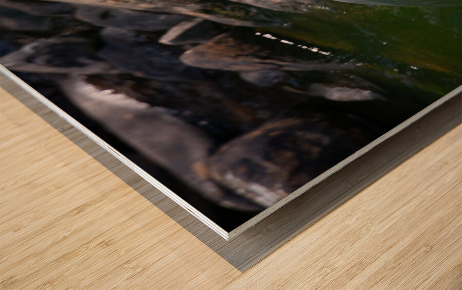 JBS 3491 2 Wood print