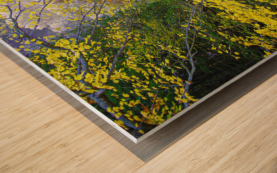 ZJS 5787  Wood print