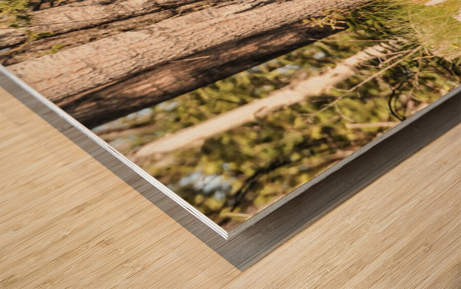 JBS 2614  Wood print