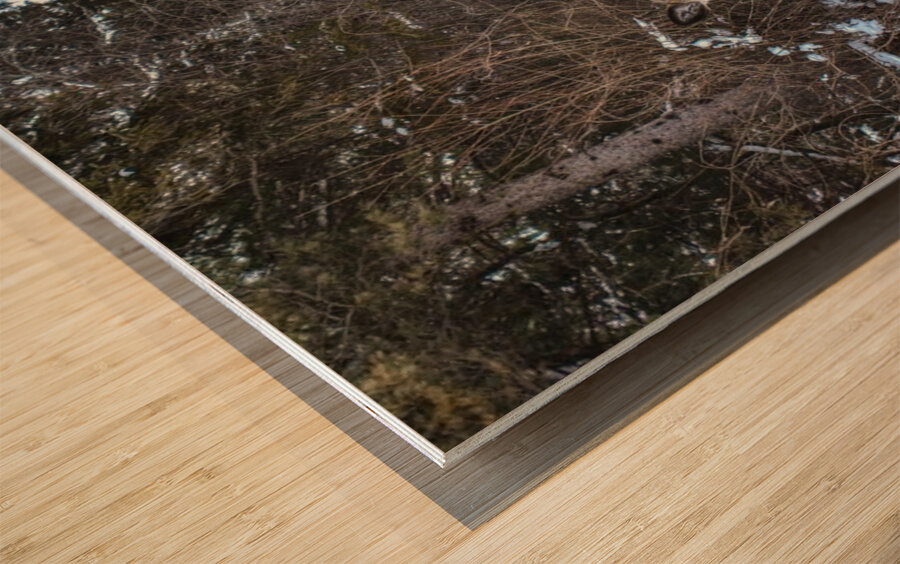 JBS 3117 2  Wood print