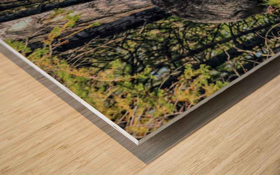 JBS 2617-1 Wood print