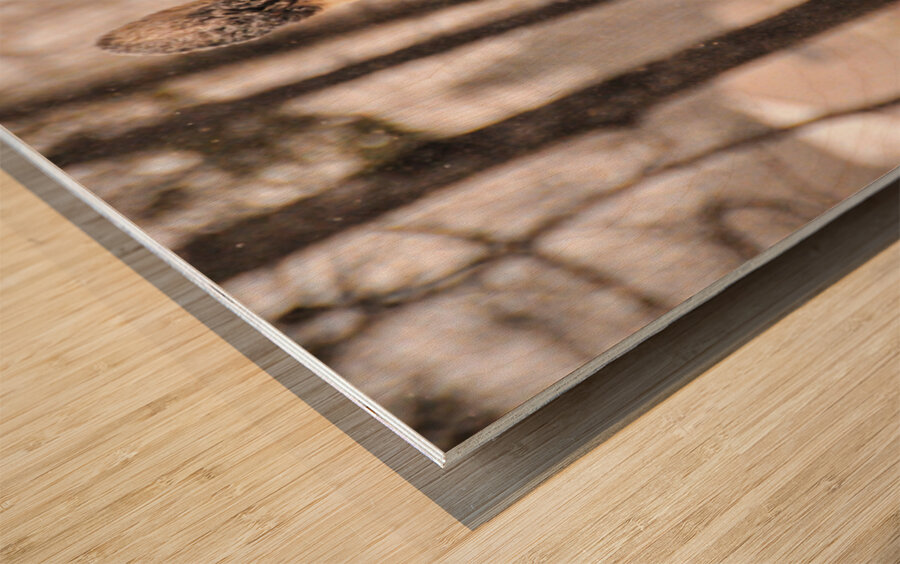 JBS 4896  Wood print